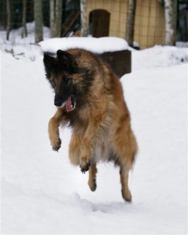 Fuga vauhtimimmi