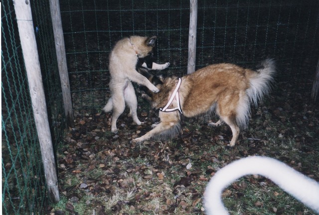 Fuga kiusaa Caroa