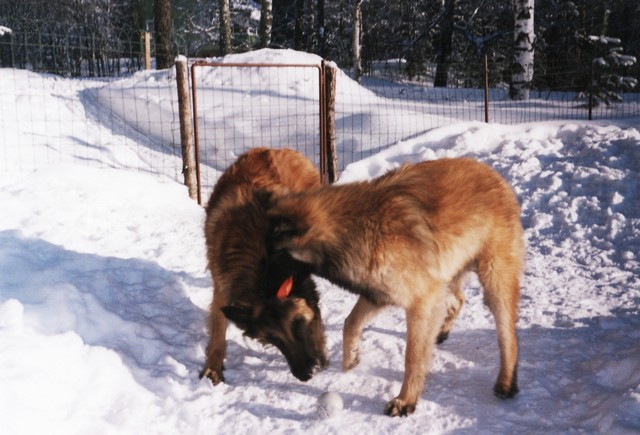 pihaleikkejä