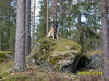 isokivi