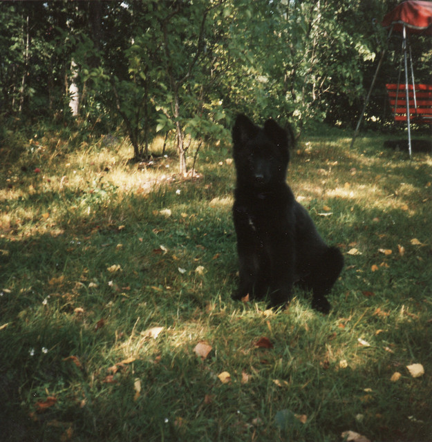 Wilma 10 viikkoa