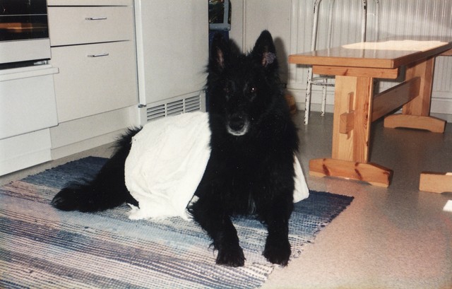 Wilma suihkunraikkaana