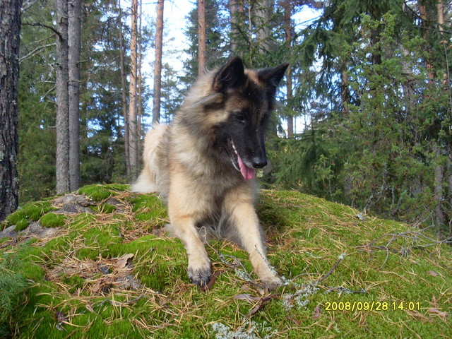 kivityttö