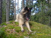 kivityttö