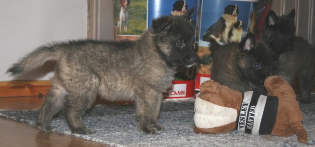 Bestseller Il Kickapoo, Gini