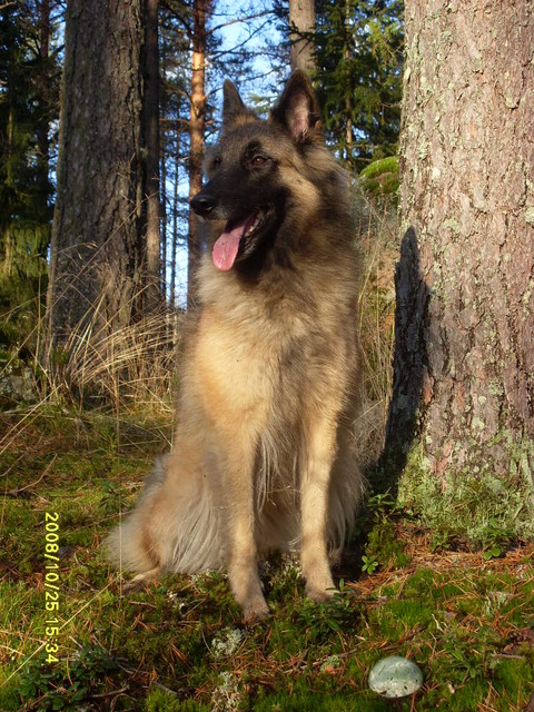 Caro metsässä
