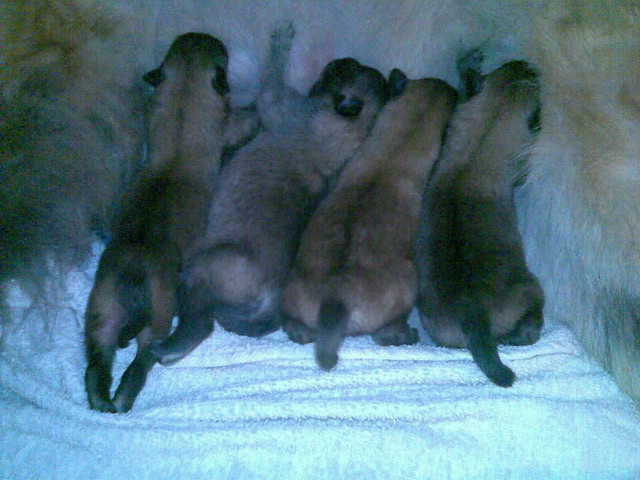 Caron pennut 9.5.2009
