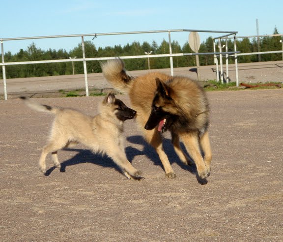 Mepa ja isukki kisailevat