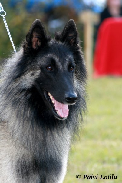 Toto 2v 