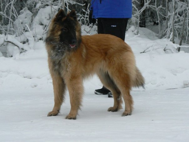 komea Matti