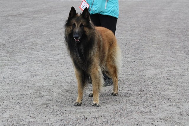 Cäsarborg's Foxy Klorel - val eri