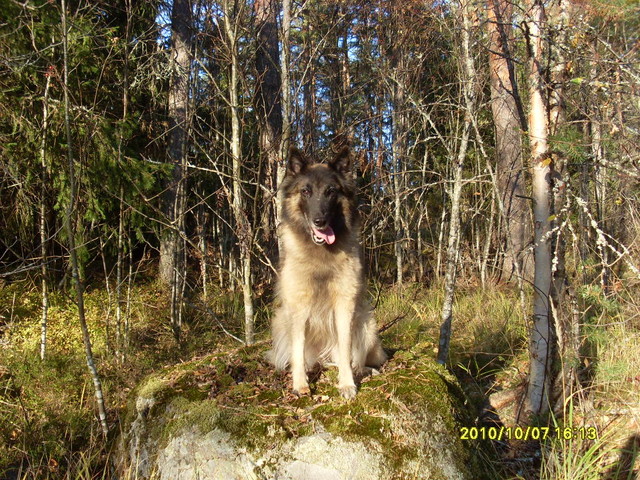 syyskivityttö