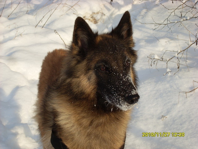totinen tytto