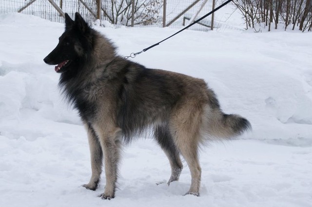 Toto helmikuussa 2011