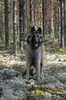 Meemi pieni heinäkuussa 2012