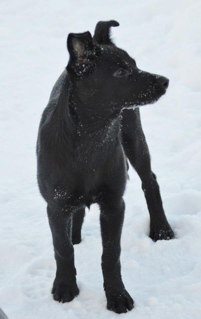 sisko Roka