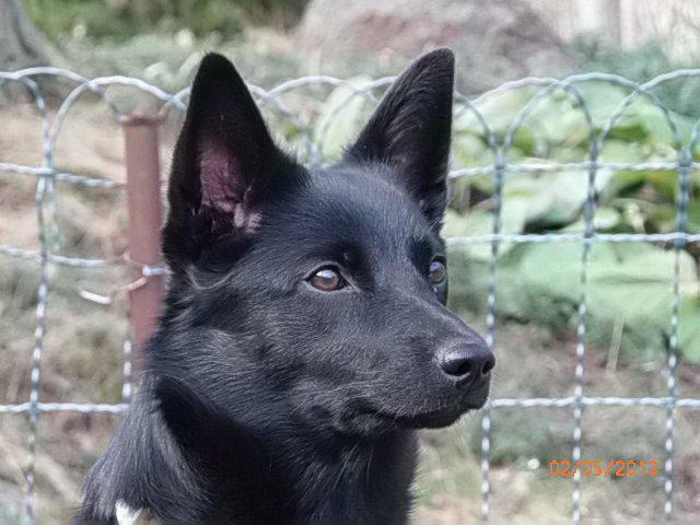 Siru n.7kk