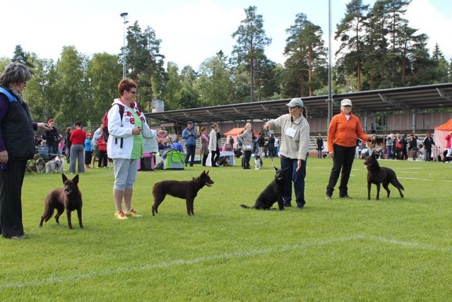 kelpie kasvattajaryhmä
