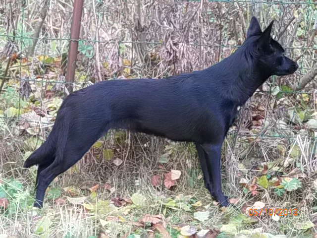 sivuprofiilia