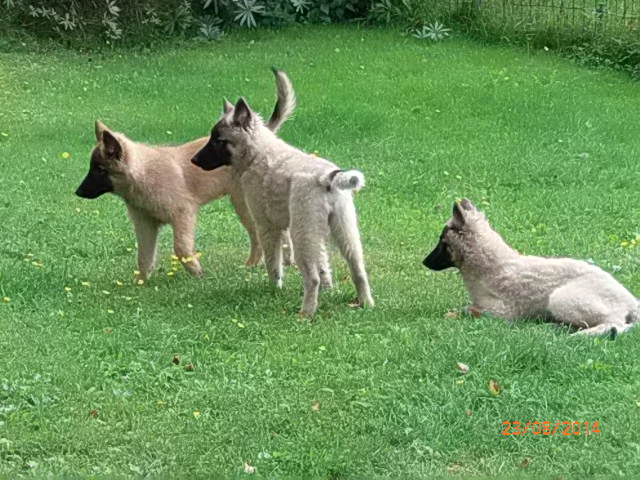 Heimo, Helmi ja Hilma