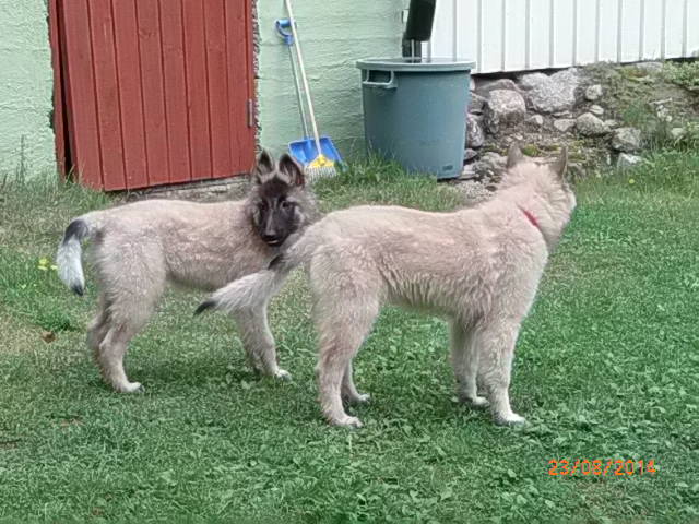 Hilma ja Helmi