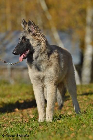 Hilma 4,5 kk