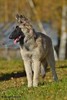 Hilma 4,5 kk