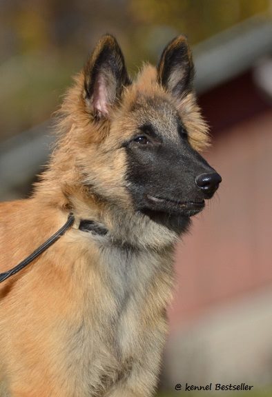 Heimo 4,5 kk