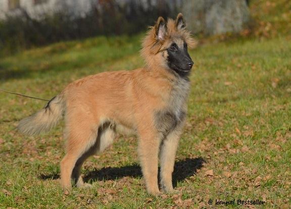 Moci alias Hemmo 4,5 kk