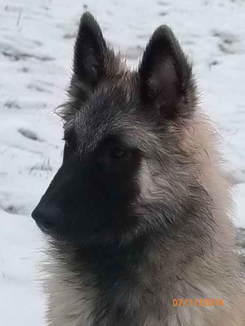 helmipää