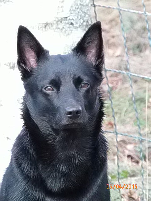 Siru 2,5 vuotta
