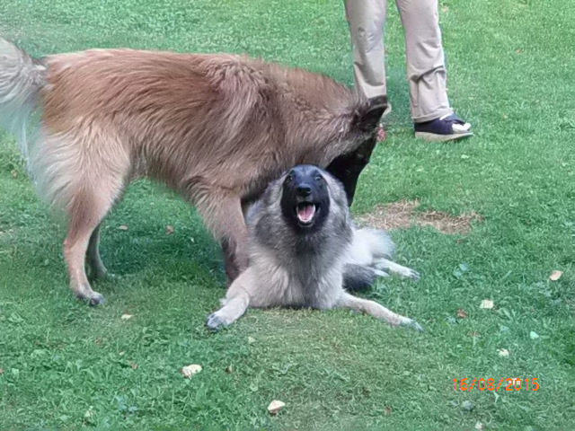 KÄÄK