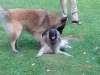 KÄÄK