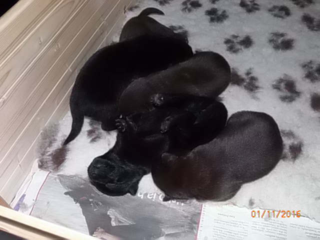 pentuset 11 päivää vanhana