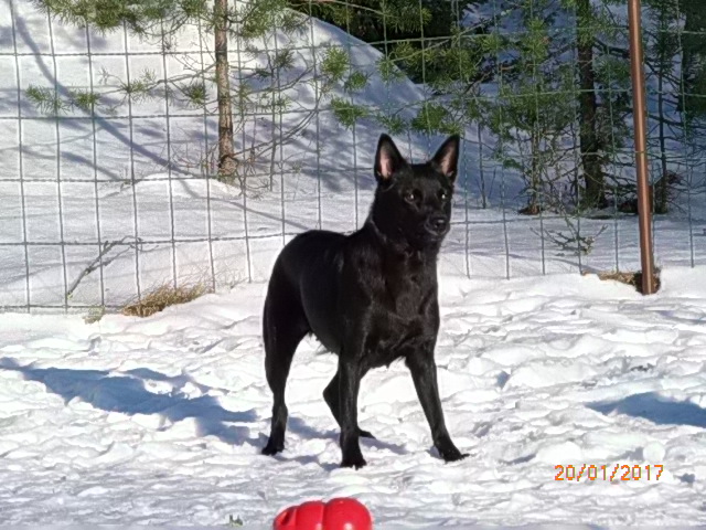 Siru kyttää