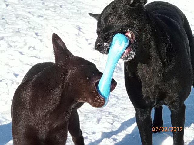 Patukkaleikkiä