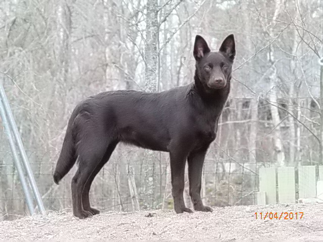 Armi vajaa puolivuotias