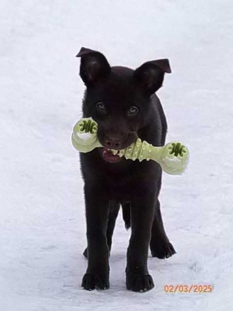 Patukka