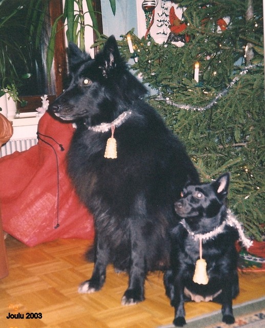 Joulu v.2003  Bella ja Mona