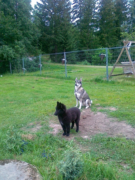 07.07.2012 Rita ja Hukka kuuntelee koiran haukuntaa yhdessä