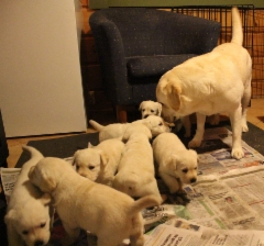 img_6029_bex_helping_with_pups_26.1.2016