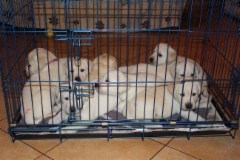 img_6464_10.2.2016_6_weeks_1_day_chips__vet_check