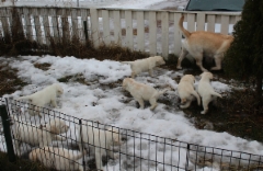 img_6519_first_time_out_11.2.2016_6_weeks_2_days