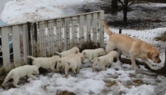 img_6520_first_time_out_11.2.2016_6_weeks_2_days