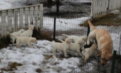img_6521_first_time_out_11.2.2016_6_weeks_2_days