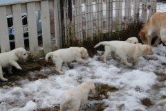 img_6524_first_time_out_11.2.2016_6_weeks_2_days