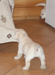 img_6561_hector