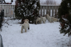 img_6706_14.2.2016_6_weeks_5_days
