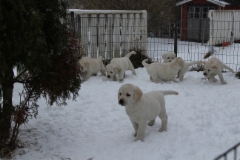 img_6761_14.2.2016_6_weeks_5_days