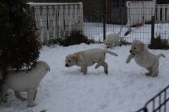 img_6792_14.2.2016_6_weeks_5_days